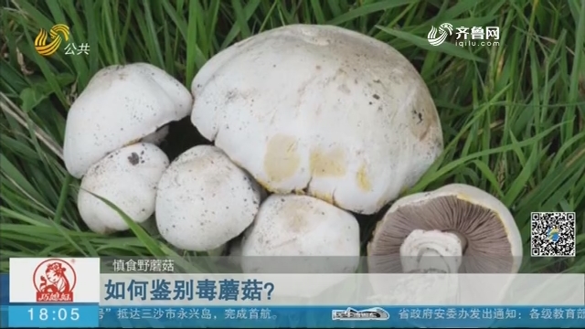 【慎食野蘑菇】如何鉴别毒蘑菇？