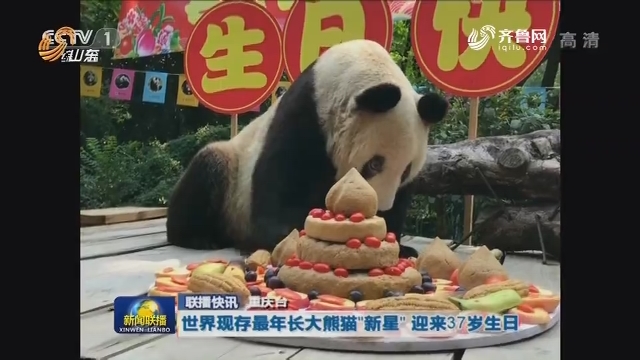 【联播快讯】世界现存最年长大熊猫“新星”迎来37岁生日