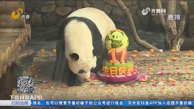 【拉呱带你耍】大熊猫过生日