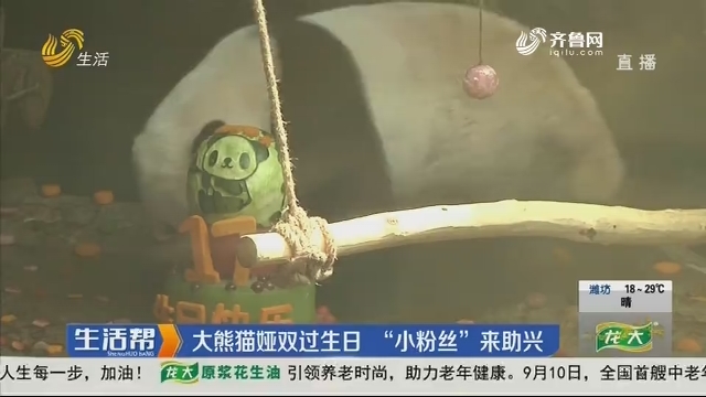济南：大熊猫娅双过生日 “小粉丝”来助兴