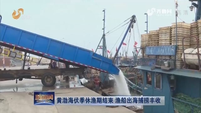 黄渤海伏季休渔期结束 渔船出海捕捞丰收
