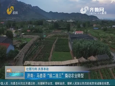 【壮丽70年 共享丰收】济南：马套茶“接二连三”撬动农业转型