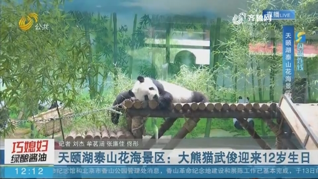 【闪电连线】天颐湖泰山花海景区：大熊猫武俊迎来12岁生日