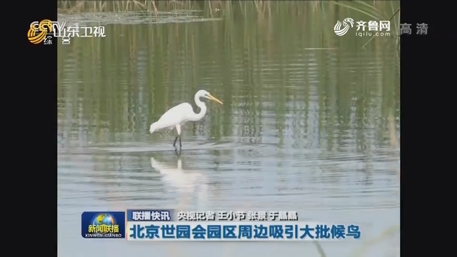 【联播快讯】北京世园会园区周边吸引大批候鸟