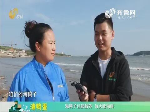20190916《中国原产递》：海鸭蛋