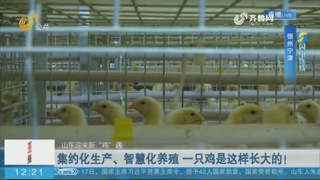 【山东迎来新“鸡”遇】闪电连线：集约化生产、智慧化养殖 一只鸡是这样长大的！