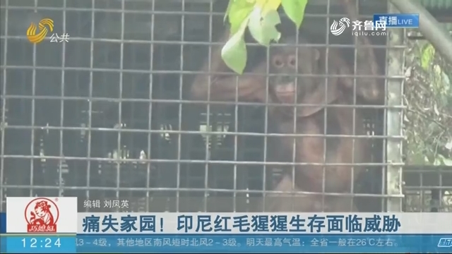 痛失家园！印尼红毛猩猩生存面临威胁