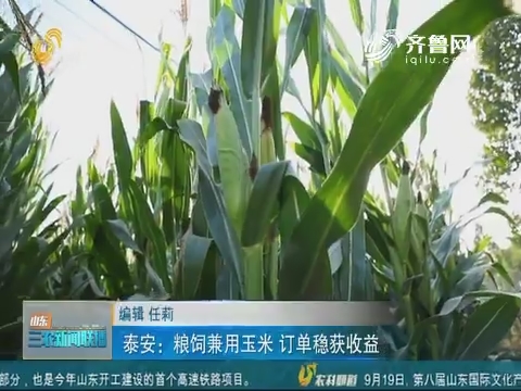 【壮丽70年 共享丰收节】泰安：粮饲兼用玉米 订单稳获收益