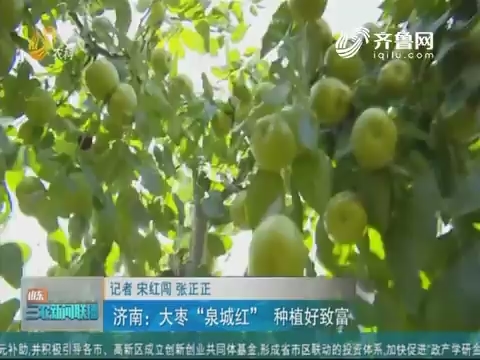 【科技兴农】济南：大枣“泉城红” 种植好致富