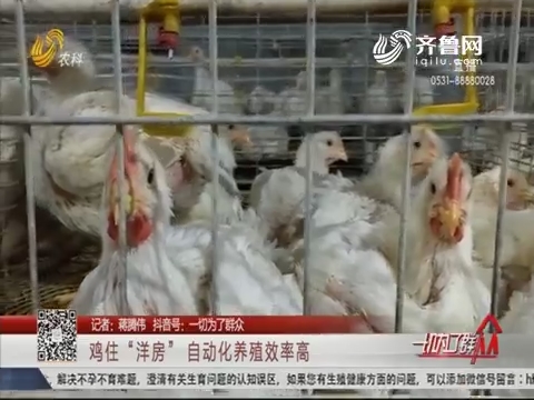 莱州：鸡住“洋房” 自动化养殖效率高