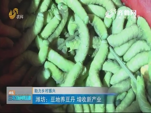 【助力乡村振兴】潍坊：豆地养豆丹 增收新产业