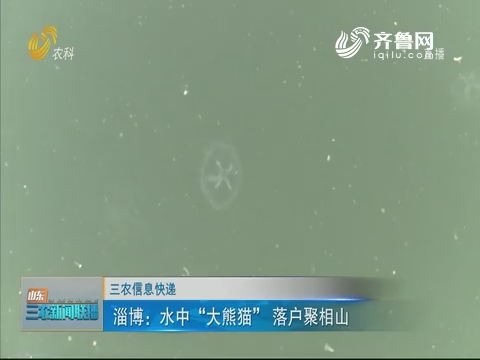【三农信息快递】淄博：水中“大熊猫”落户聚相山