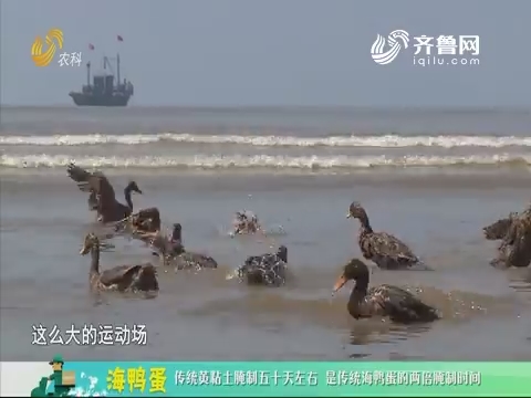 20190922《中国原产递》：海鸭蛋