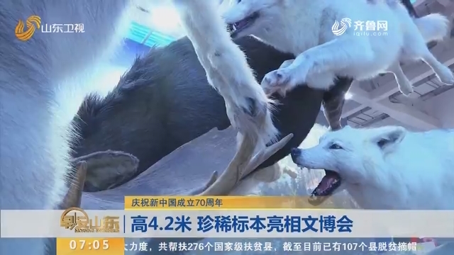 【庆祝新中国成立70周年】高4.2米 珍稀标本亮相文博会