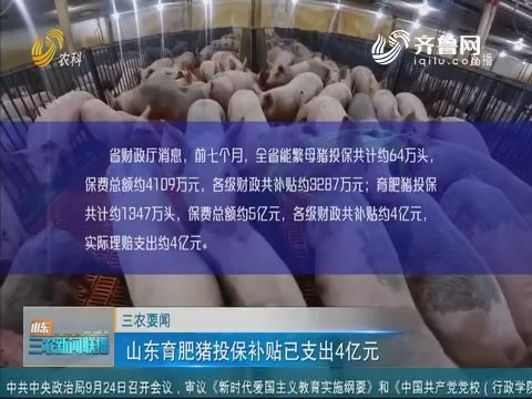 【三农要闻】山东育肥猪投保补贴已支出4亿元