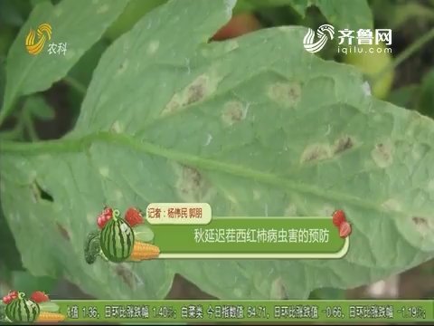 秋延迟茬西红柿病虫害的预防