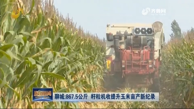 聊城：867.5公斤 籽粒机收提升玉米亩产新纪录
