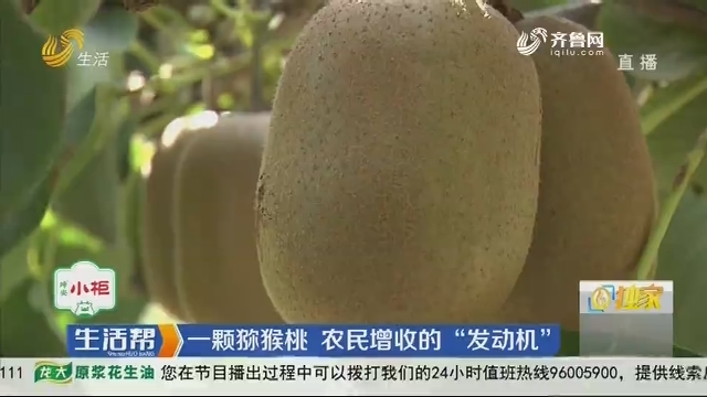 淄博：一颗猕猴桃 农民增收的“发动机”