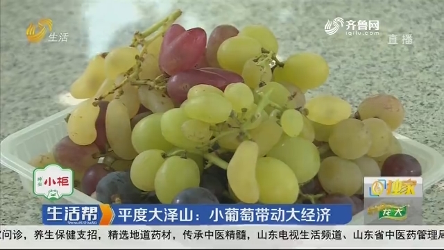 【独家】平度大泽山：小葡萄带动大经济