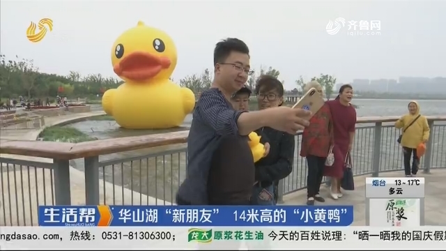 济南：华山湖“新朋友” 14米高的“小黄鸭”