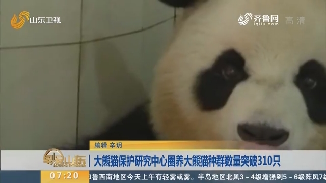 【闪电新闻排行榜】大熊猫保护研究中心圈养大熊猫种群数量突破310只