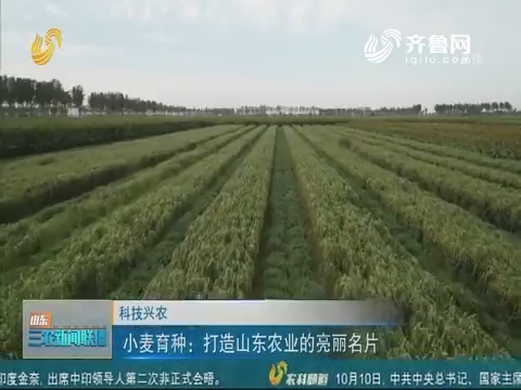 【科技兴农】小麦育种：打造山东农业的亮丽名片