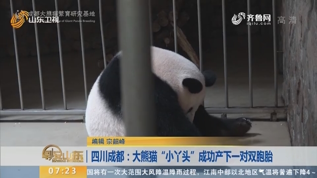 四川成都：大熊猫“小丫头”成功产下一对双胞胎