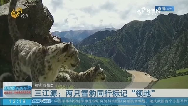 三江源：两只雪豹同行标记“领地”