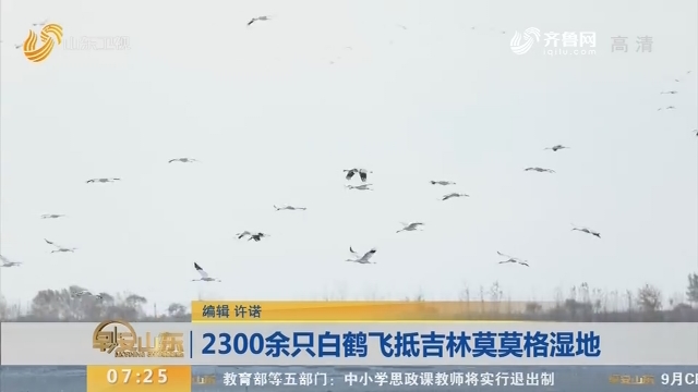 2300余只白鹤飞抵吉林莫莫格湿地