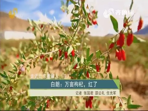 【走近山东援藏人（三）】白朗：万亩枸杞，红了