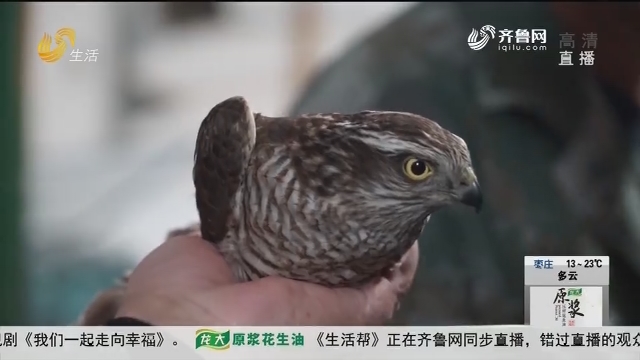 长岛：候鸟迁徙季 “偶遇”国家二级保护动物雀鹰