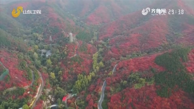 济南：看遍漫山红叶 这才是秋天正确的打开方式