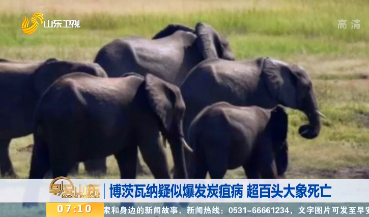 博茨瓦纳疑似爆发炭疽病 超百头大象死亡