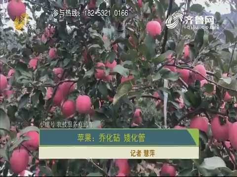 【小螺号 农技服务直通车】苹果：乔化砧 矮化管