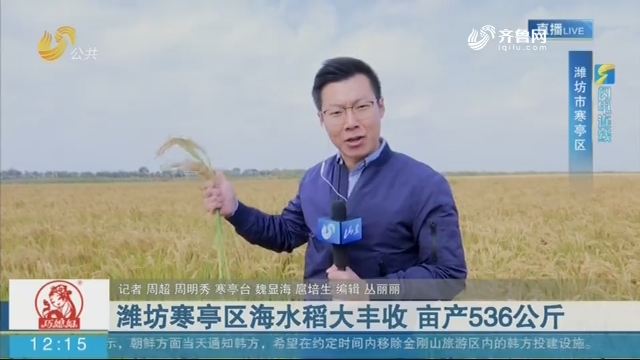 【闪电连线】潍坊寒亭区海水稻大丰收 亩产536公斤