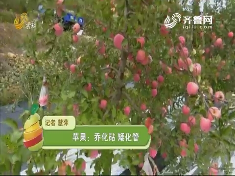 【农技一点通】苹果：乔化砧 矮化管