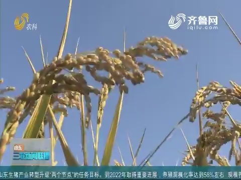 【三农要闻】我国首创高营养水稻东营试种成功