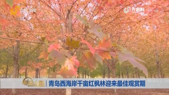 【开放式结尾】青岛西海岸千亩红枫林迎来最佳观赏期