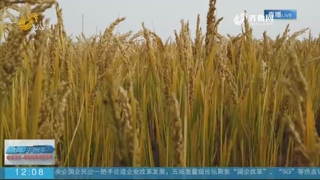 袁隆平团队新疆300亩海水稻试种成功：亩产546.74公斤