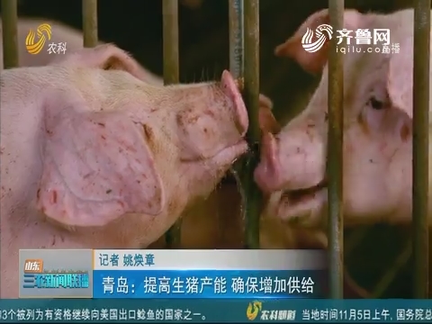 【稳定生猪市场】青岛：提高生猪产能 确保增加供给