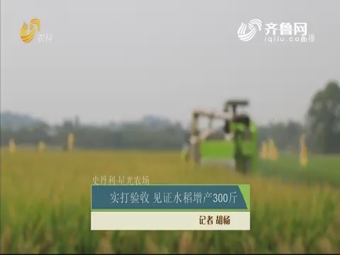 【史丹利·星光农场】实打验收 见证水稻增产300斤