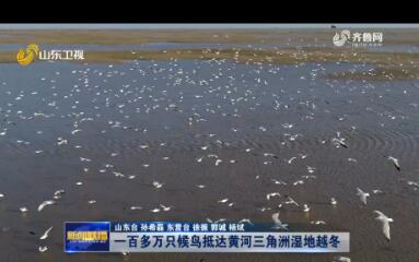 一百多万只候鸟抵达黄河三角洲湿地越冬