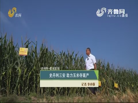 【史丹利·星光农场】史丹利三安 助力玉米夺高产