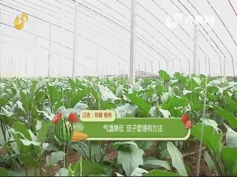 【农技一点通】气温降低 茄子管理有方法