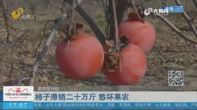 【助农在行动】济南：柿子滞销二十万斤 愁坏果农