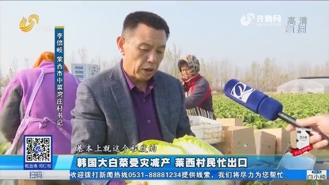 韩国大白菜受灾减产 莱西村民忙出口