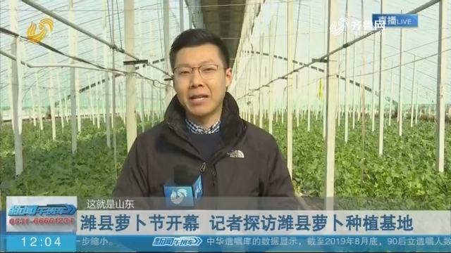 【这就是山东】潍县萝卜节开幕 记者探访潍县萝卜种植基地