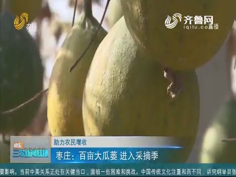 【助力农民增收】枣庄：百亩大瓜蒌 进入采摘季