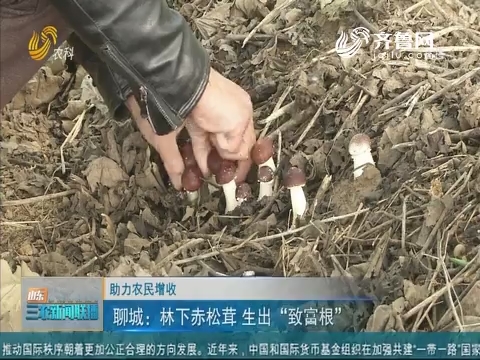 【助力农民增收】聊城：林下赤松茸 生出“致富根”