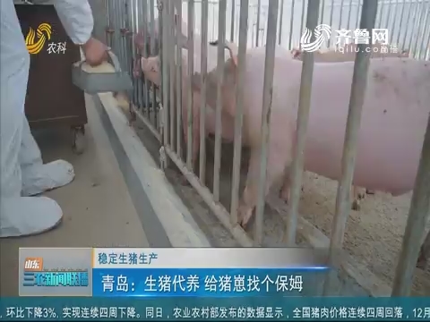 【稳定生猪生产】青岛：生猪代养 给猪崽找个保姆